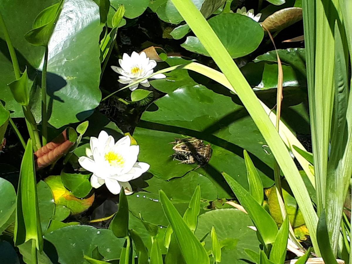 Holydays Home Little Frog Agliano Terme Exterior foto